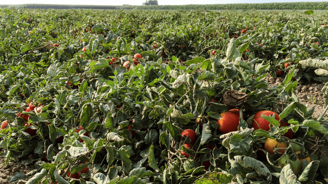 campo pomodoro