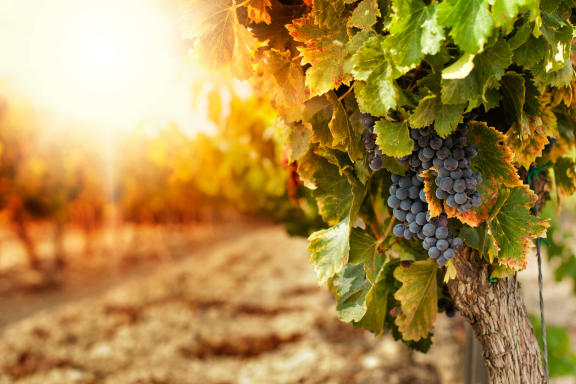 vigneto-frutteto ACTILIFE mini 1 vigneto-frutteto ACTILIFE mini 1