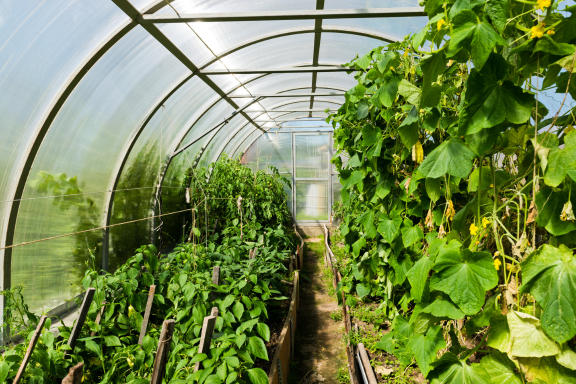 orticole mini orticole mini