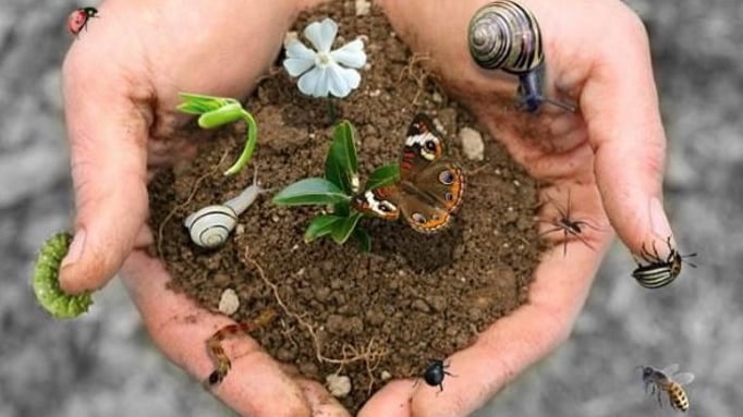 Biodiversity soil
